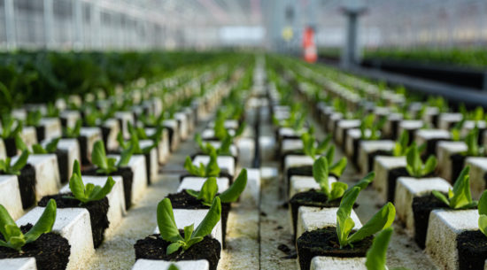 Revol Greens greenhouse