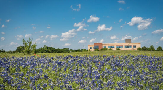 View from purple flower field with building in the distance with blue sky in the background