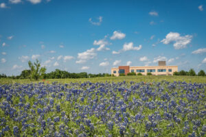 View from purple flower field with building in the distance with blue sky in the background
